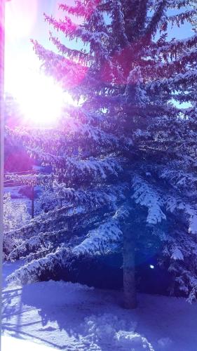 a snow covered christmas tree with the sun behind it at Joli studio sympa in Saint-Jean-Saint-Nicolas