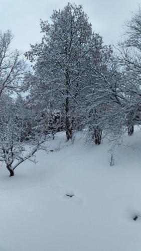 a group of trees in a snow covered field at Joli studio sympa in Saint-Jean-Saint-Nicolas