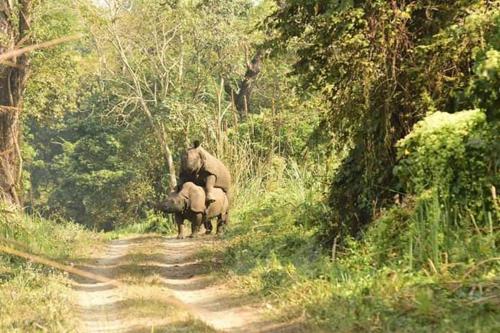 a group of elephants walking down a dirt road at Chital lodge in Chitwan