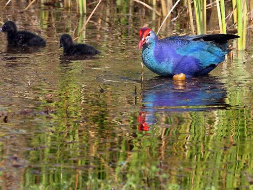 a colorful bird in the water with its babies at Cocoville in Pasikuda