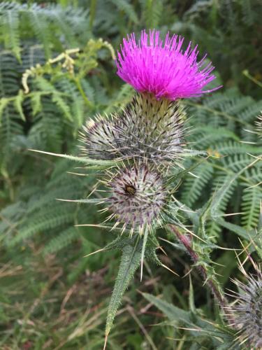 Inverasdale – Photos 4