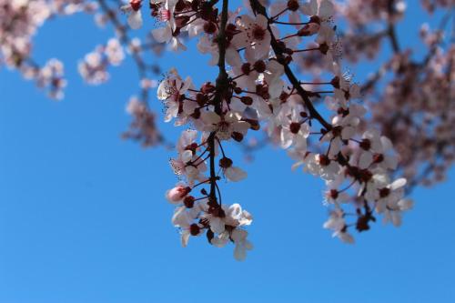 a branch of a flowering tree with a blue sky in the background at Agriturismo Mimosa in Rispescia