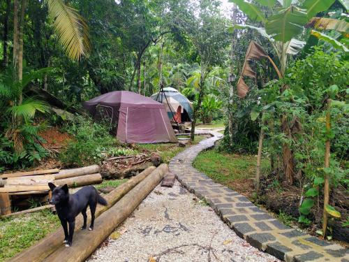 a black dog standing in front of some tents at Sitio Simple Life in Ubatuba