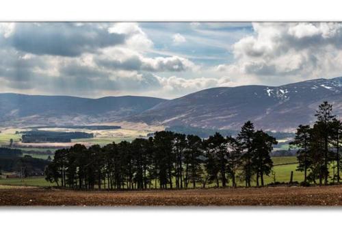 a group of trees in a field with mountains in the background at Traditional Family Home in Royal Deeside in Aboyne