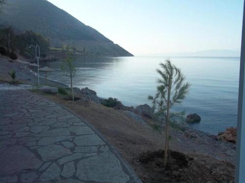 a tree on the side of a body of water at Luxury seafront house nearby Delphi in Kírra