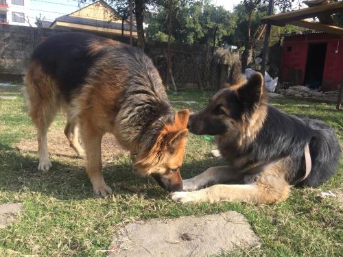 two dogs playing with each other in the grass at Nepalaya Eco Hostel in Pokhara