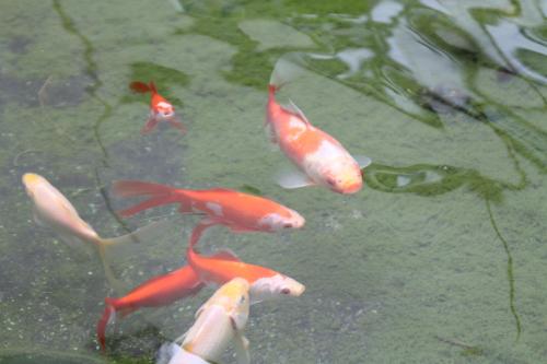 a group of koi fish swimming in a pond at Best Western Hotel im Forum Mülheim in Mülheim an der Ruhr