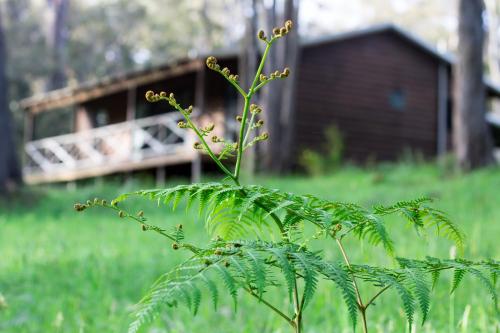 a green plant in a field with a building in the background at Che Sara Sara Chalets in Walpole