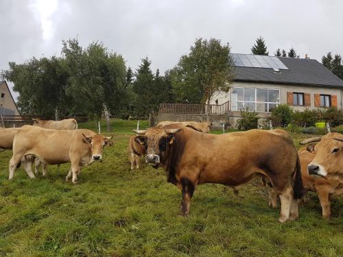 a herd of cows standing in a field at Horizon Aubrac Laguiole in Laguiole