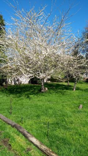 a tree with white flowers in a green field at Twin Pines Camino Norte in Arzúa