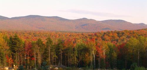 a forest of trees in the fall with mountains at Robert Frost Mountain Cabins in Middlebury