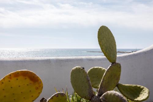 a cactus in front of a wall with the ocean at Villa Layla on the beach in Torre Lapillo