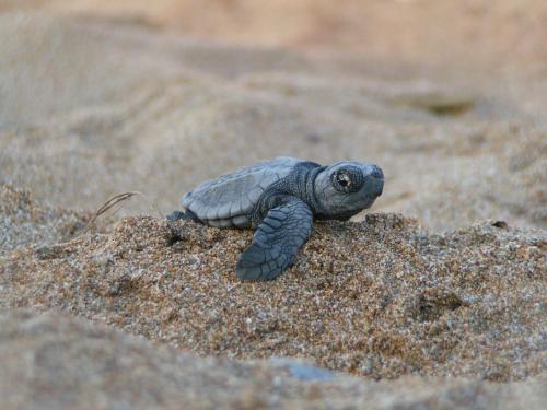 a small turtle is laying on the sand at Solyar Luxury Spanish Beachfront Home in Pochomil