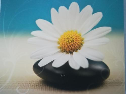 a white flower in a black vase on a table at Haus Staubmann Nähe Red Bull Ring Spielberg in Rattenberg
