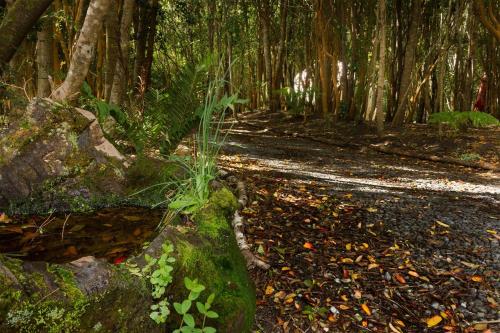 a dirt road in a forest with a moss covered rock at Cabañas Ensenada Bosque Nativo in Ensenada