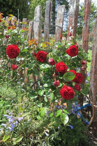 a bunch of red roses in front of a fence at Tophouse Mountainview Cottages in Saint Arnaud