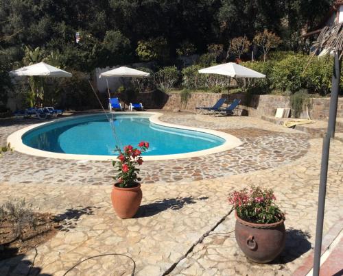 a swimming pool with two potted plants and umbrellas at Villa Sotavent in Vall-Llobrega
