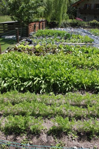 a garden with green plants in a yard at Hotel Des Roses in Antey-Saint-André