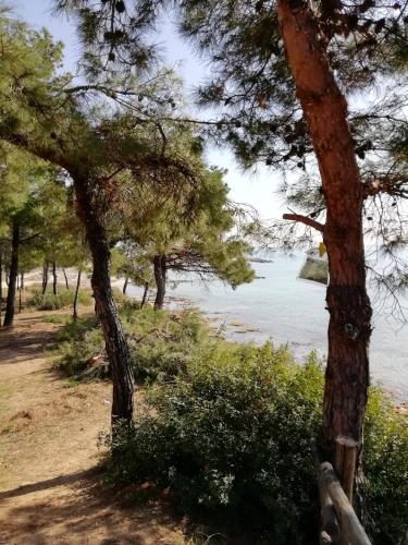 a view of the water from a forest of pine trees at F & B Summer Collection - Holiday Flats in Sozopoli