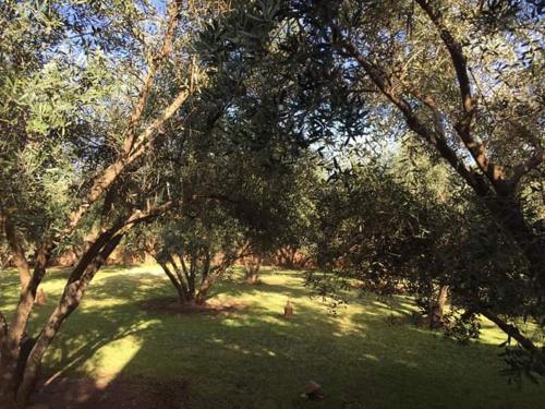 a group of trees in a field with green grass at Riad Sidi Hicham in Marrakech