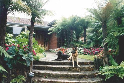 two dogs sitting on steps in front of a house at TWYNHAM at Kinloch in Kinloch