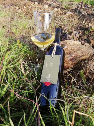 a glass of white wine sitting in the grass at Casa Grainha Vidigueira in Vidigueira