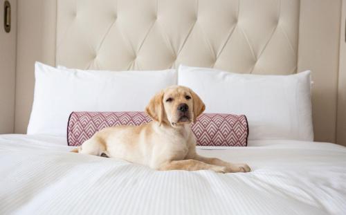 a brown dog laying on a bed at The Fairmont Washington DC in Washington, D.C.