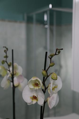 芬奇的住宿－Casa Ercoli BOITO，花瓶里一团白色的花