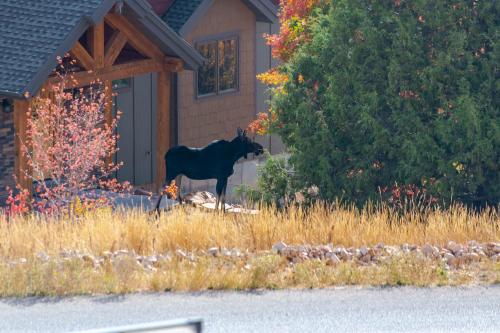 Bear Country Cabin #8 – Photos 4