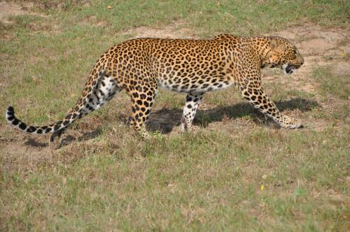 a leopard walking in a field of grass at Shangri-Lanka Village in Tissamaharama