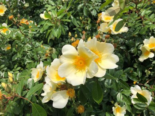 a group of white flowers on a bush at Newstead Farm - Country Cottages in Curryʼs Post
