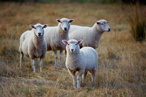 a group of sheep standing in a field at Koura Bay Golf Resort in Kaikoura