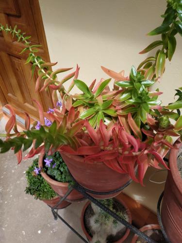 a group of plants in pots on a shelf at Hospedaje Inti in Pisac