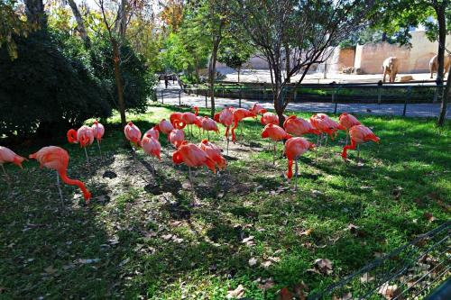 a group of pink flamingos walking in the grass at HI71 Lisboa in Lisbon