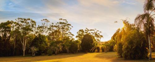 a row of trees in a field with the sun in the sky at Malanda Lodge in Malanda