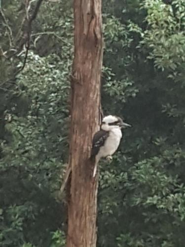 a bird perched on the side of a tree at Forest view bungalow in Nambucca Heads