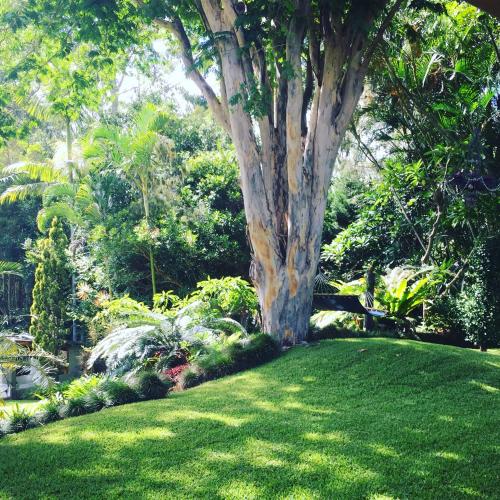 a tree in the middle of a green yard at Sensom Boutique Bed and Breakfast in Coffs Harbour