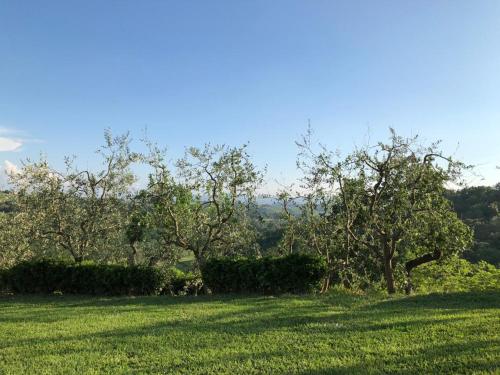 a field of green grass with trees in the background at Podere Villabassa in Montespertoli