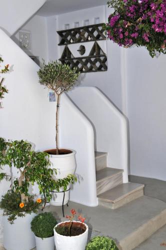 a group of potted plants on a stair case at Eleftheria Veloudiou in Tinos Town