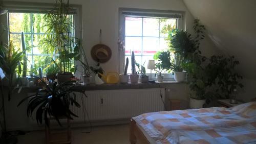 Gemütl. Ferienwohnung und Privatzimmer في هامبورغ: غرفة نوم بها نباتات على حافة النافذة وسرير