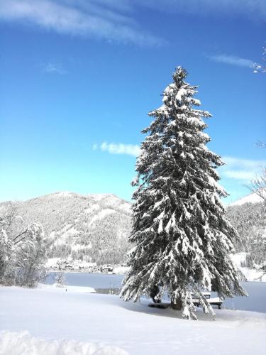 a snow covered christmas tree in the snow at Ferienwohnungen Mitterer in Weissensee
