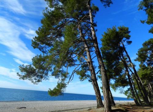 un gruppo di pini sulla spiaggia di Апартаменты на Агрба 11/1 a Pizunda