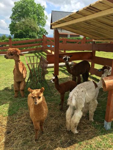 Haiwan peliharaan atau haiwan-haiwan peliharaan yang menginap dengan tetamu di Rancho-Bierna