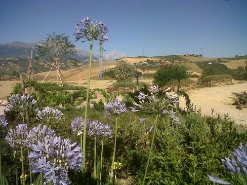 a bunch of purple flowers in a field at Agriturismo Cignale in Penne