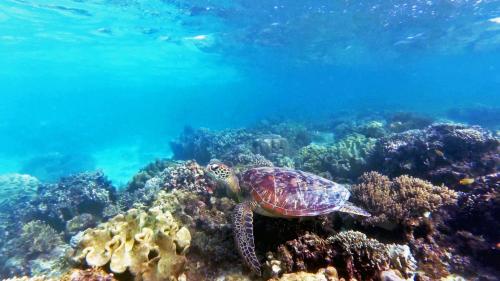 a sea turtle swimming over a coral reef at Ancelle Cristo Re in Moalboal