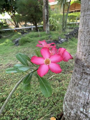 a pink flower sitting next to a tree at Ancelle Cristo Re in Moalboal