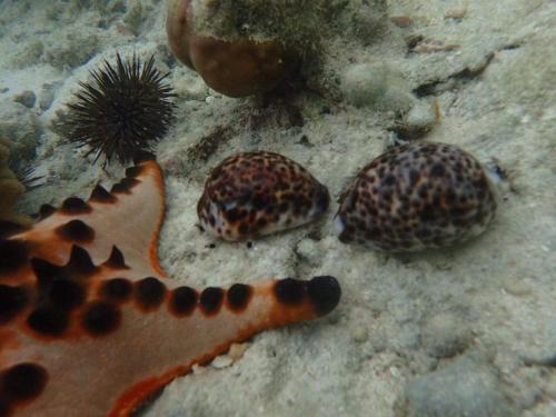 a sea snail and a fish in the water at Ancelle Cristo Re in Moalboal