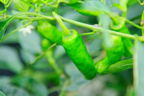 a green pepper is growing on a tree at Nobori in Ome