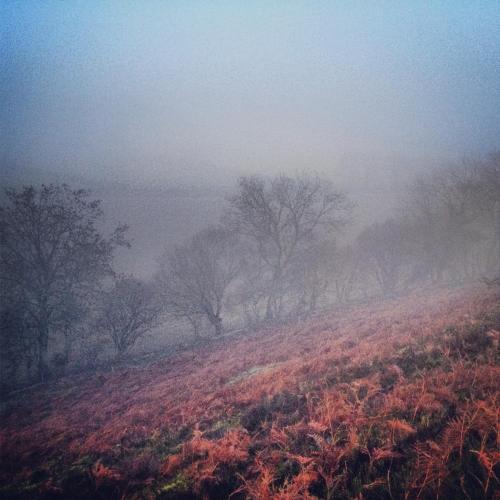a foggy field with trees on the side of a hill at Barmoors in Lastingham