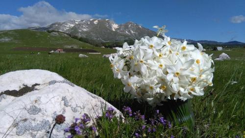 a bunch of white flowers in a field with a rock at Organic Family Farm in Žabljak